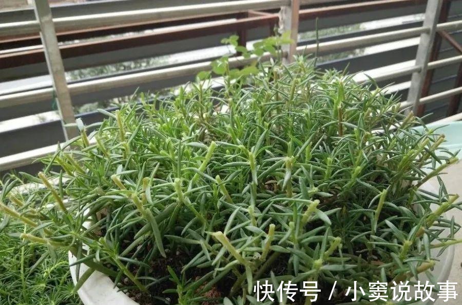 金枝玉叶不能长太高,越矮越值钱,一长高就砍!