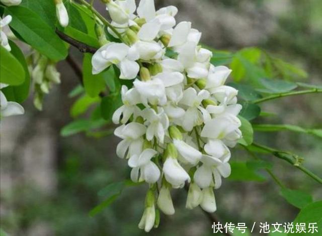 农村|农村常见花朵,竟如此有营养,城里人买不到只能花钱让乡下亲戚邮