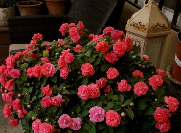 花美如|一年365天都在开花,花量大到爆盆,花美如月季山茶,南北都好养