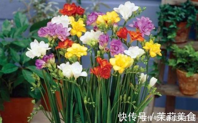 含有|开花植物“促花肥”有3种,植物不同要合理选择,不能盲目使用