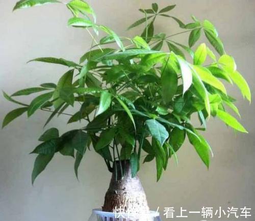 浇水|发财树叶子下于垂是什么原因