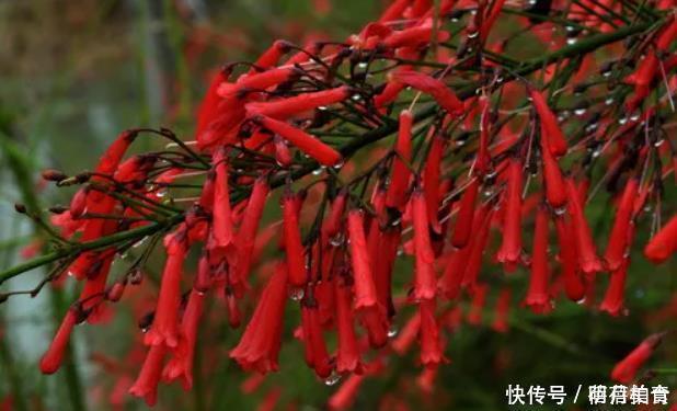 3种花冬季要“虐待”,最好一点水也不要浇,浇水反而会烂根!