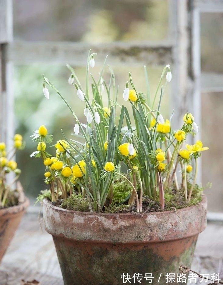 在寒冷的冬春时节灿烂开花的8种观赏花卉,可露养户外,打理简单