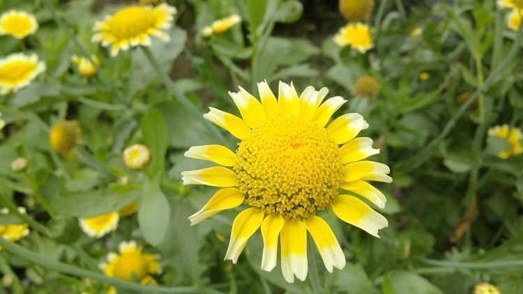 喜欢菊花,就养盆“精品玫瑰”红和平,红艳欲滴,花色靓丽!