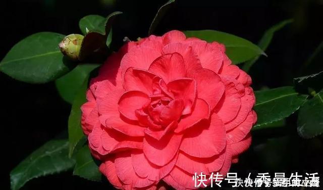 花中娇客|中国传统名花“花中娇客”,30种茶花一开,美了十里八乡