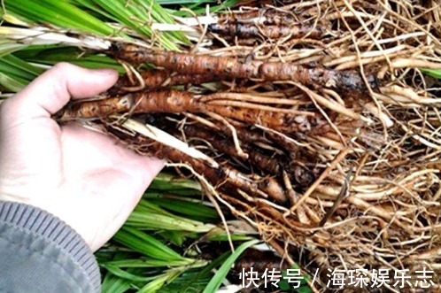 提高免疫力|十个男人九腰疼,推荐农村一种野菜,补肾腰不酸,祛湿肠胃好!