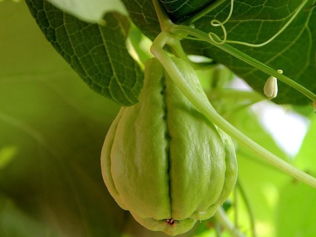 不育之症|农村有一种长相奇特的瓜,是心脏的“保护神”,常吃还能提高智力