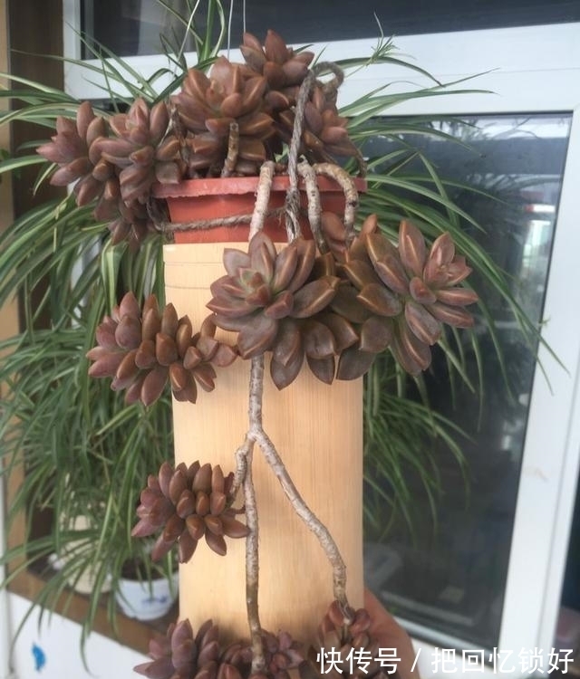 多肉大普货姬胧月，养的人不少养好的却不多，阳台党要慎选