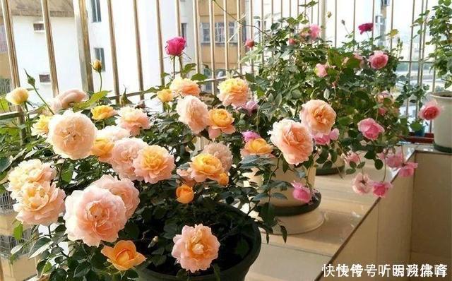 枝条|扦插月季不生根?用这捂一捂,过几天“冒白根”,变成月季大户