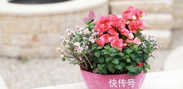 养花自制肥料：该怎么用好柳树皮，挖掘其中的价值？