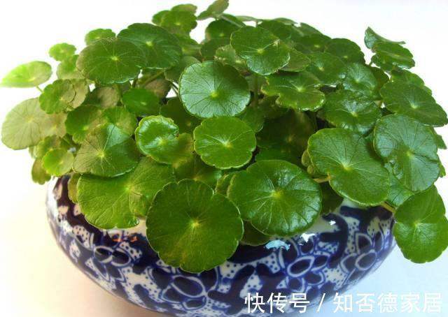 虎皮兰虎尾兰|6种绿植怎么养都不会死，怪不得这么多人喜欢