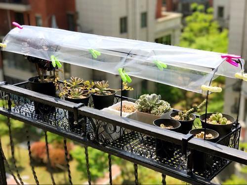 多肉|夏天多肉浇水,有小技巧,3个错误不要犯,小心多肉变“烂肉”