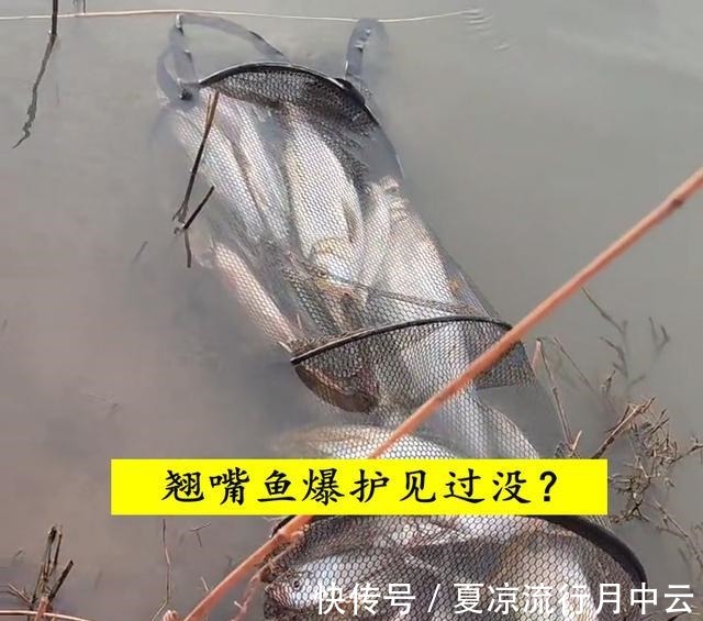 泥鳅钓法浙江钓友半天钓几十条大翘嘴鱼,网友你吃得完吗!