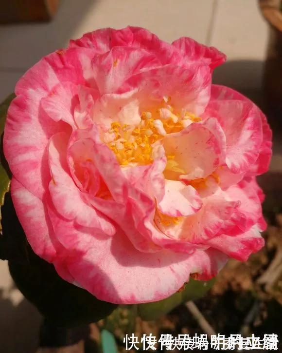 花中娇客|中国传统名花“花中娇客”,30种茶花一开,美了十里八乡