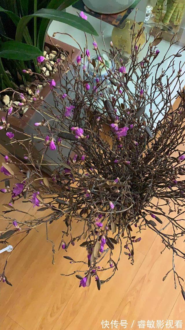 野外看到4种植物，千万不要挖，因为是濒危植物