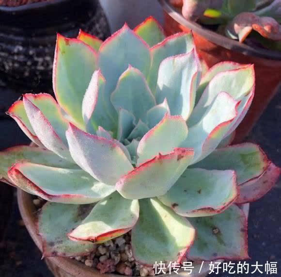多肉|种多肉,最忌讳用大盆,“小盆种大肉”,不易腐烂,发根更快