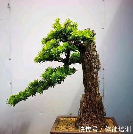 罗汉松提根造型就是好,奈何咱是不会搞,不看不知道,原来并不难!