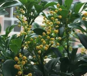 阳台|3种花养在阳台直接美爆，不怕晒，不怕热，繁花似锦，花美心情好