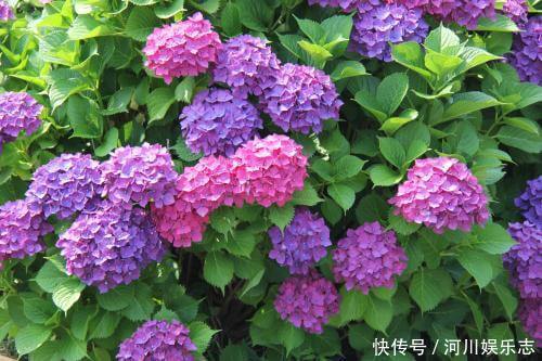 花苞|天气太热，给4种花“剃个头”，40天以后，花朵又能开到爆盆