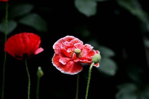 桃花运|下半年开始，桃花运旺盛，即将喜遇好姻缘，爱情甜蜜无比4大生肖