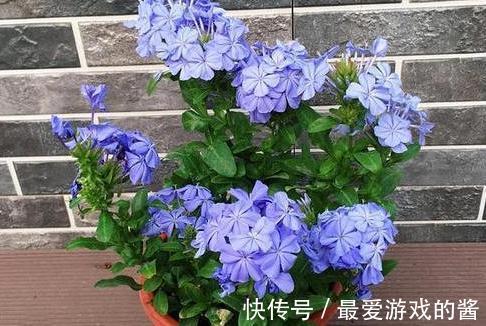 3种花扦插正合适,剪个枝扔盆里,大白根呼呼长