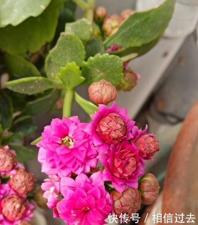 长寿花进入了盛花期，做好这2点，见花不见叶，花量更大