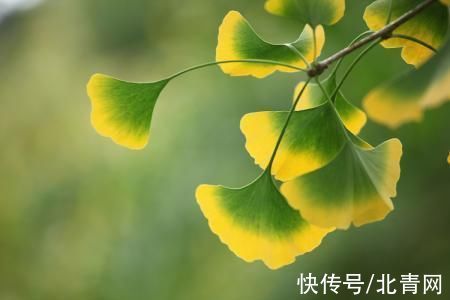 大枣茶|风吹一片叶，万物已惊秋，这份秋季养生贴士请接收