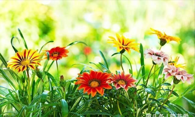 芙蓉葵|3种花耐寒又耐热，南北都能种，开花色彩艳丽，高雅大气