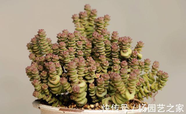 皮实|夏季养殖多肉,以下品种耐热耐晒,皮实又好养