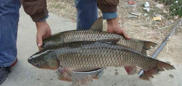 玉米|夏季玉米熟了,鲜美多汁;快试试用新鲜玉米钓大鱼