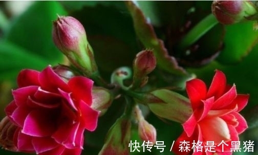 夹竹桃|客厅养这些“幸运花”，寓意好易打理，开花繁盛惹人爱，赞