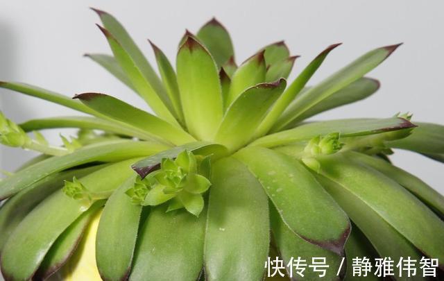 观音莲徒长、叶片下垂怎么办？做好4点有的救，时间久了成老桩