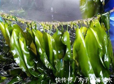 大暑前后爱流汗,分享3道高钾食材,常吃身体好,营养美味又解暑