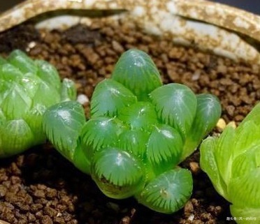 家养玉露总是习惯性生病注意好这些方面，才能长如绿葡萄