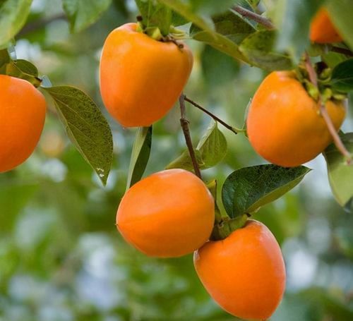 冬天之后，需要坚持吃3种食物，排毒养颜，有益健康！