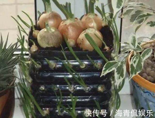 什么塑料瓶、花盆,也不如1种“空油桶”,1桶种下20个大蒜,够吃