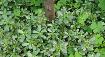  救命|没人要的乡野菜，却是城里人的“救命菜”，真的“浑身是宝”！