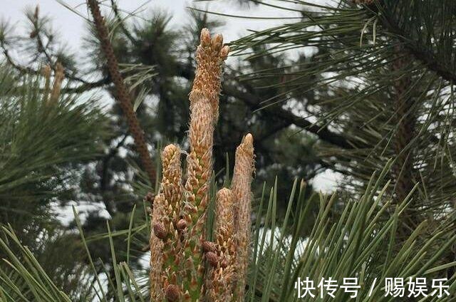 糖尿病|农村路边常见的“长寿树”,是糖尿病患者的天然“保健品”