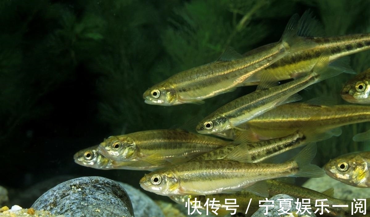 觅食|为什么夜钓时小杂鱼不闹窝?又给了我们钓鱼人什么启示?