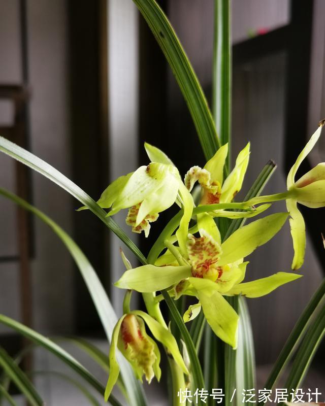 松针腐殖土|秋分到，正好配制兰花植料，松针土这样准备，明年就能养好兰花了