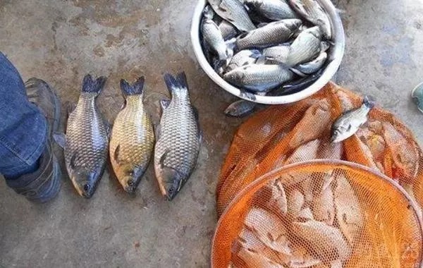 冬钓开饵时,只要牢记这五步,莫不信,鱼饵入水就有口,过瘾!