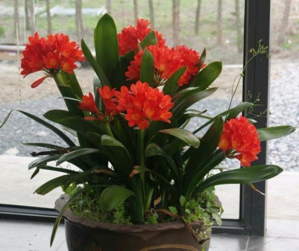 给君子兰换盆,选个靠谱的“时间段”,不烂根服盆快,蹭蹭冒新叶