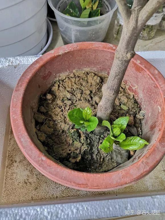 养花总是“烂根”,学会4个“科学”方法,家里绿植“嗖嗖长”