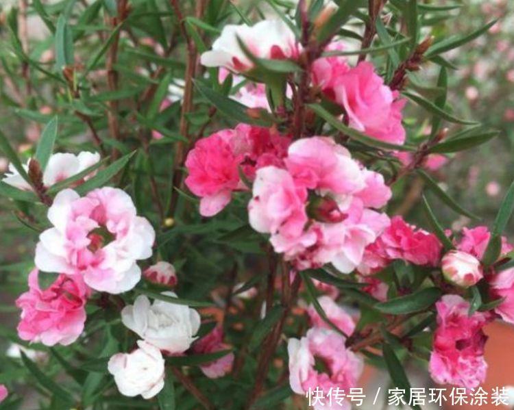 家里要养4种花,开花吉祥又喜庆,红红火火好运来!