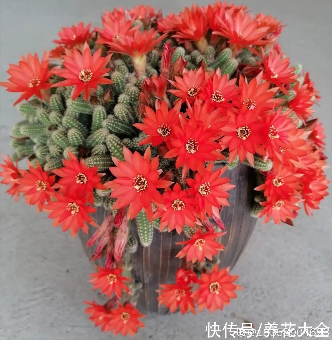 金银花|养到烦人的花，盆都不够用，扔掉还很心疼