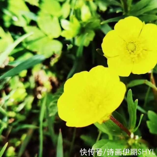 塞外江南的花海世界