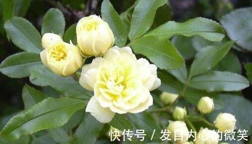 藤本月季|几款花卉,花期200多天,盛开时繁花似锦,花色美轮美奂