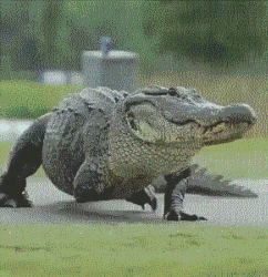 |搞笑GIF:努力的妹纸,收获好身材