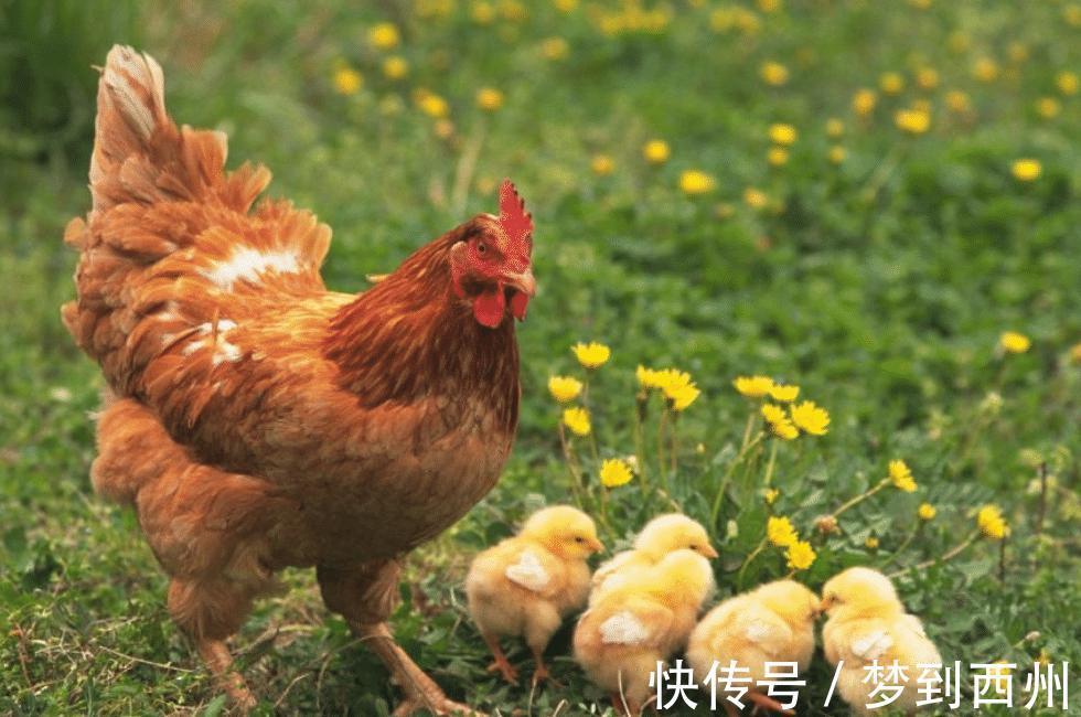 国家级文学奖@老农模仿《咏鹅》写下《咏鸡》,全诗仅18个字,却获国家级文学奖