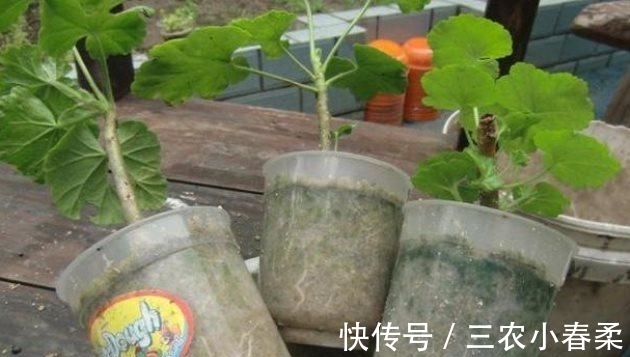 扦插|天竺葵扦插繁殖, 一盆变多盆, 夏天长爆盆!